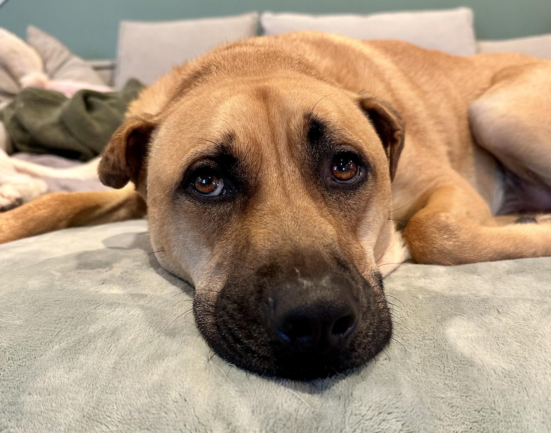 Archie, Adoptable, Adult Male German Shepherd Dog.