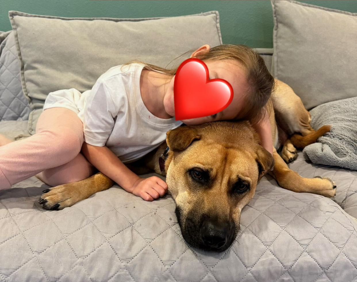 Enlarge Archie, an adoption pending mixed breed in Santee, CA image 4/4