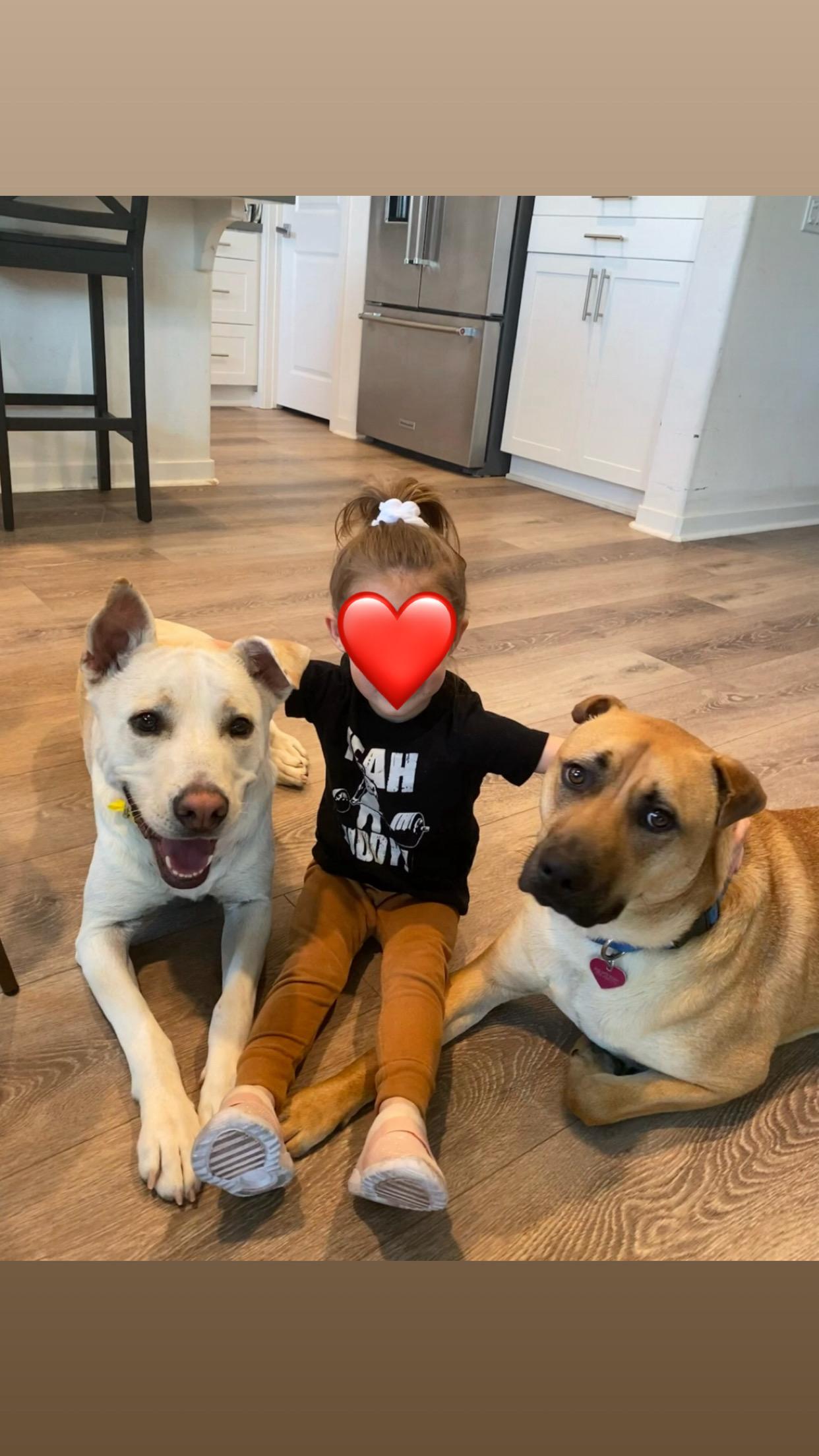 Enlarge Archie, an adoption pending mixed breed in Santee, CA image 3/4