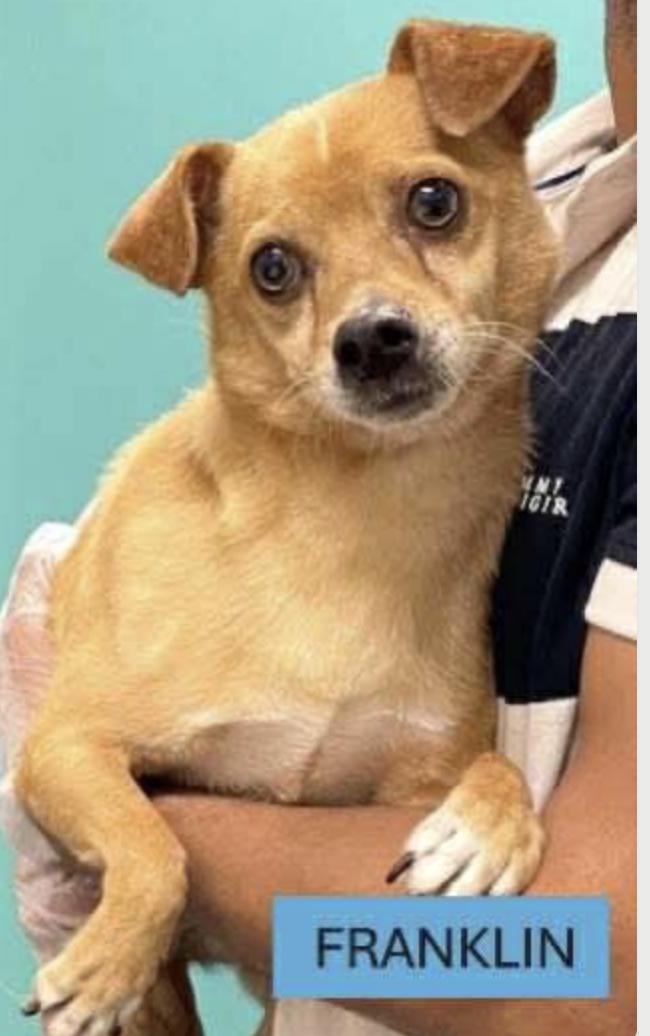 Meet Franklin a 1 year old 14 pound wonderful Chihuahua mix He is friendly and gets along with o