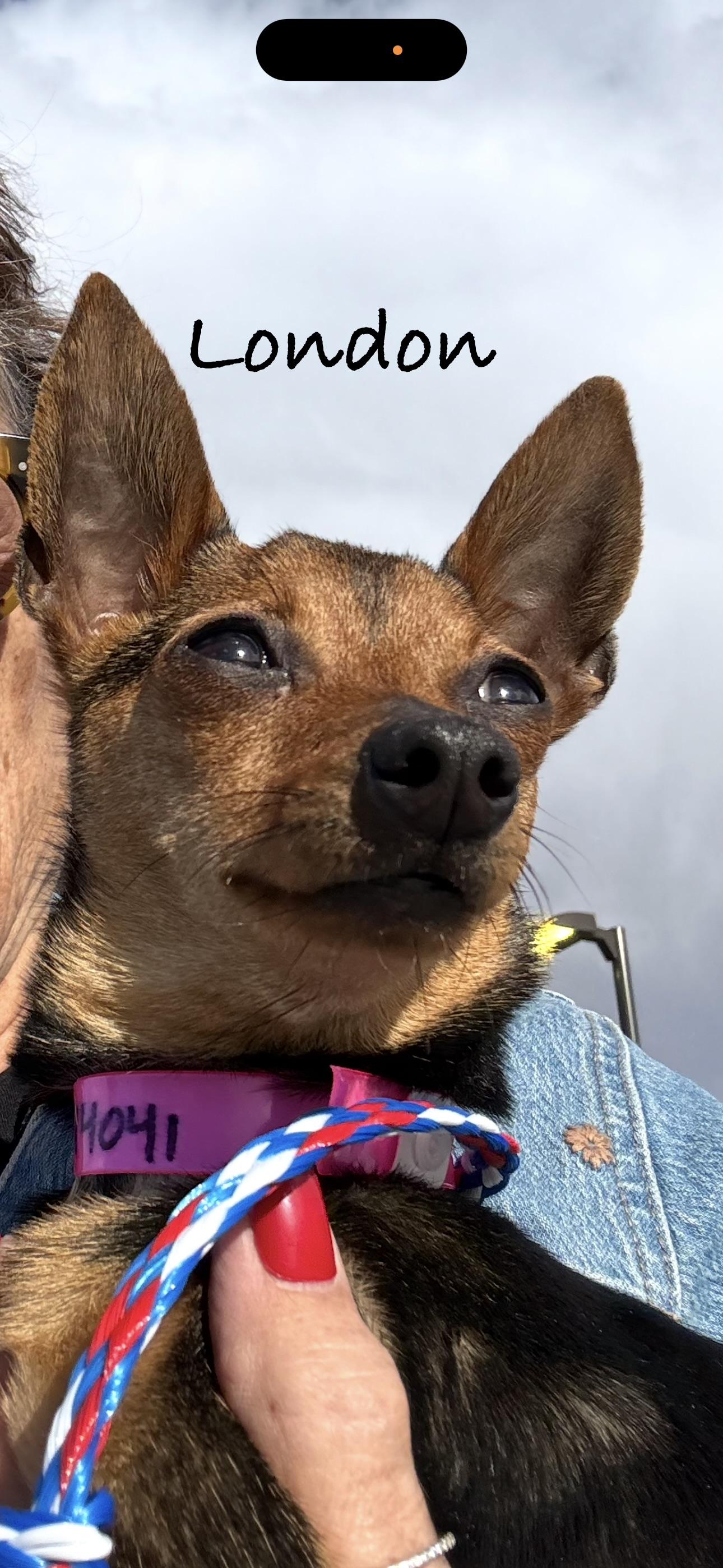 London, ADOPTABLE, Young Female Chihuahua.