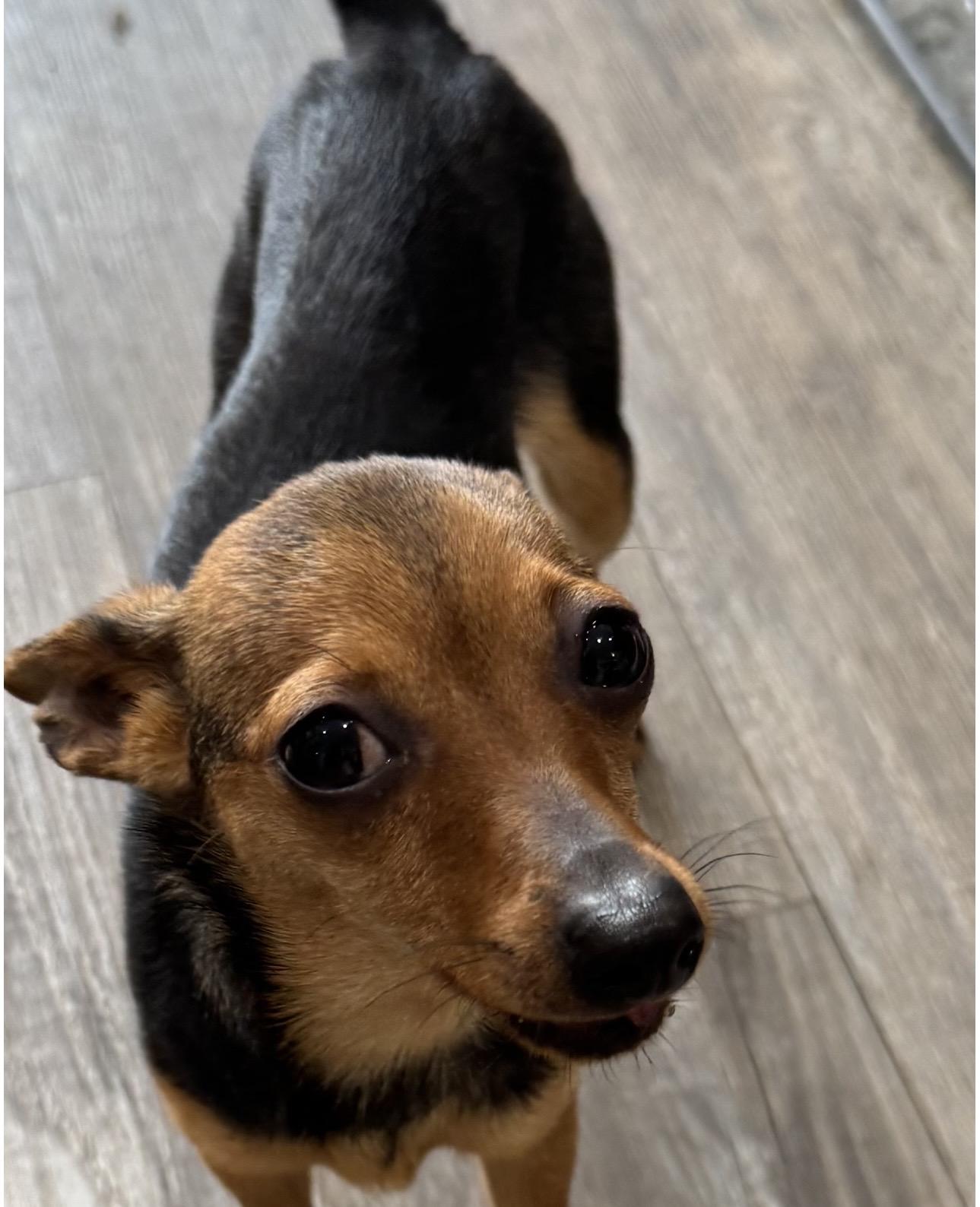 Enlarge London, a ADOPTABLE Chihuahua in Las Vegas, NV image 2/2