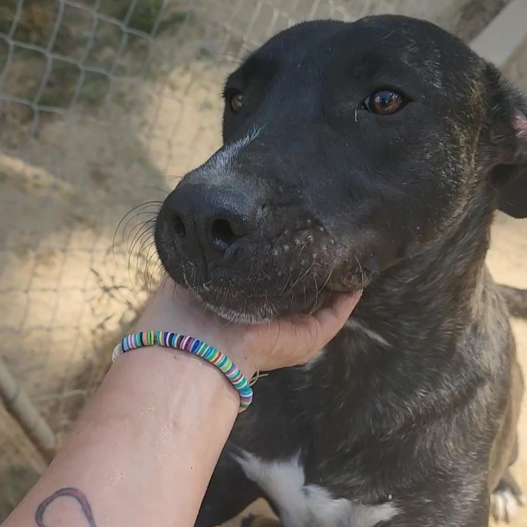 Fred, Adoptable, Young Male Mixed Breed.