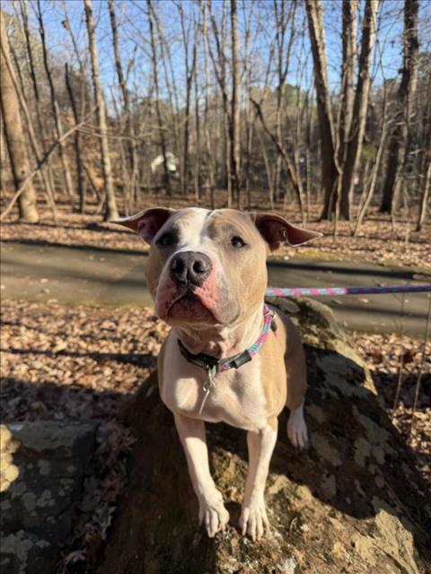 ROSCOE, Adoptable, Adult Male American Staffordshire Terrier & Mixed Breed.