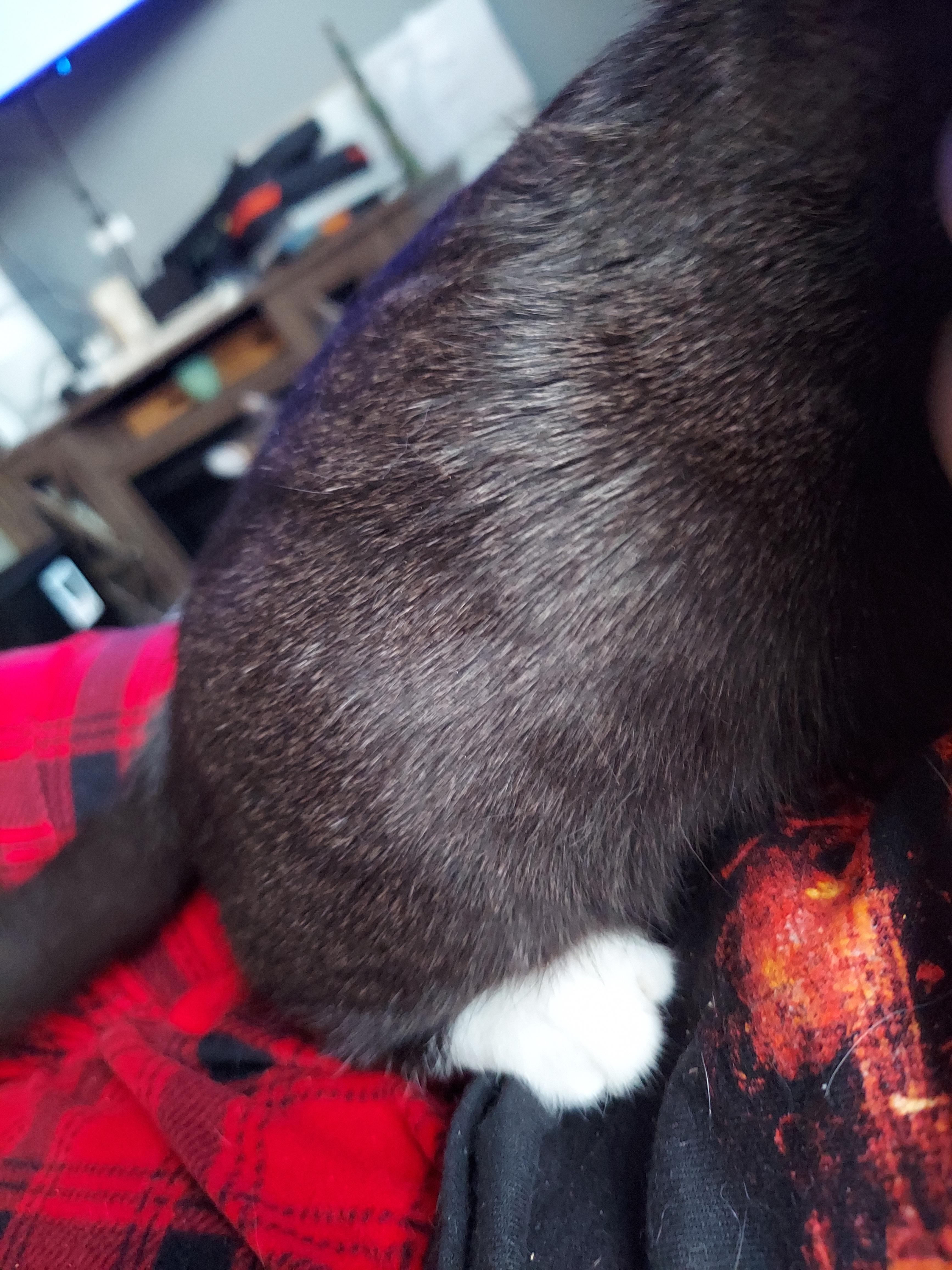 Enlarge Scotch, a Adoptable Domestic Short Hair in Morgantown, WV image 6/6