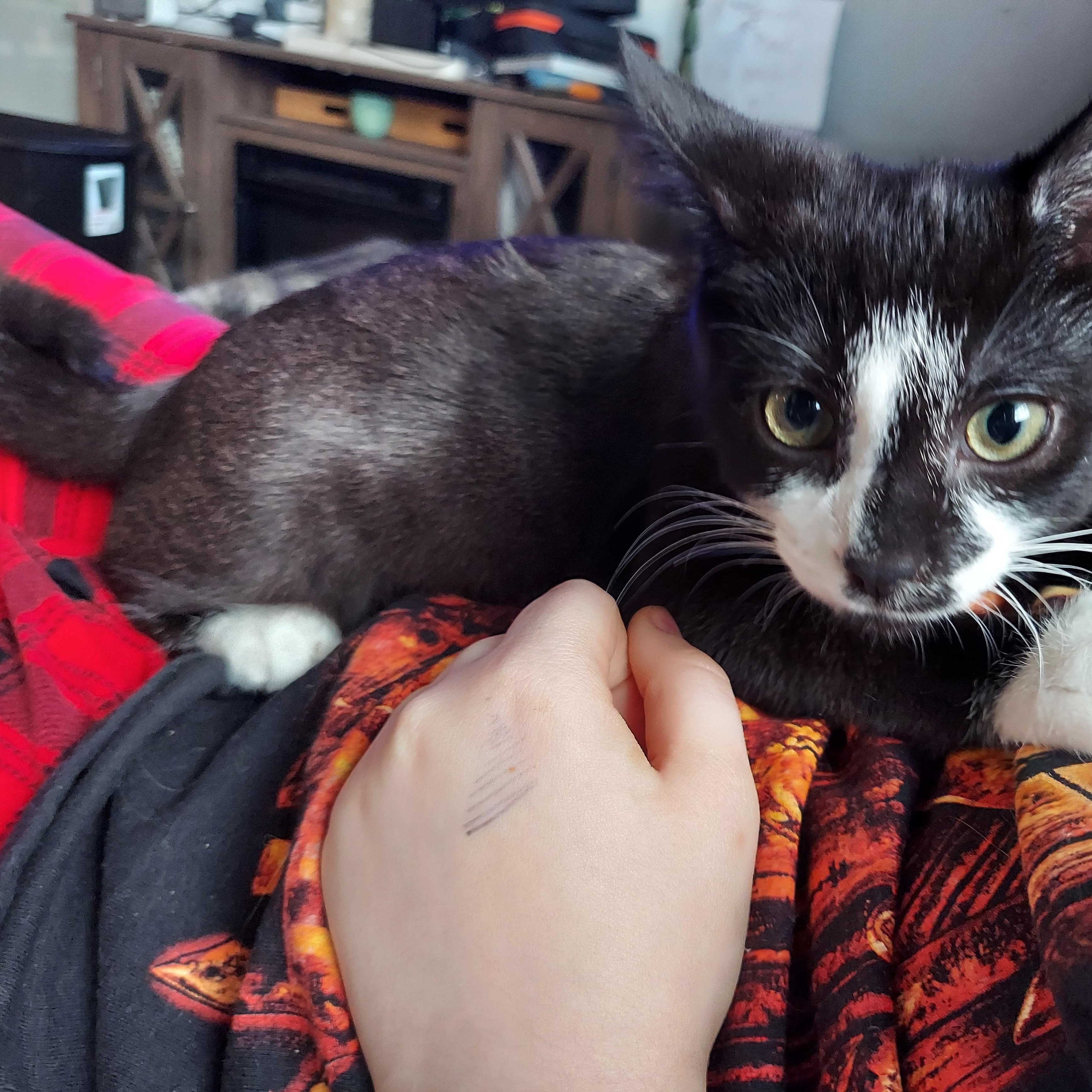 Enlarge Scotch, a Adoptable Domestic Short Hair in Morgantown, WV image 5/6