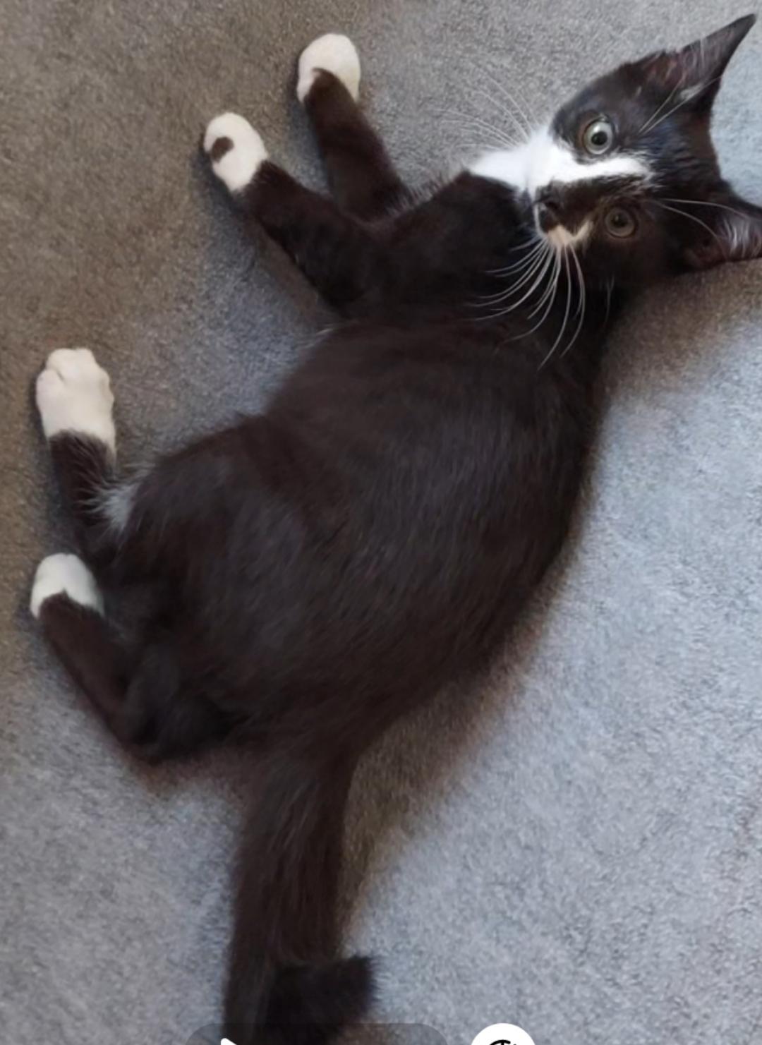 Enlarge Scotch, a Adoptable Domestic Short Hair in Morgantown, WV image 2/6