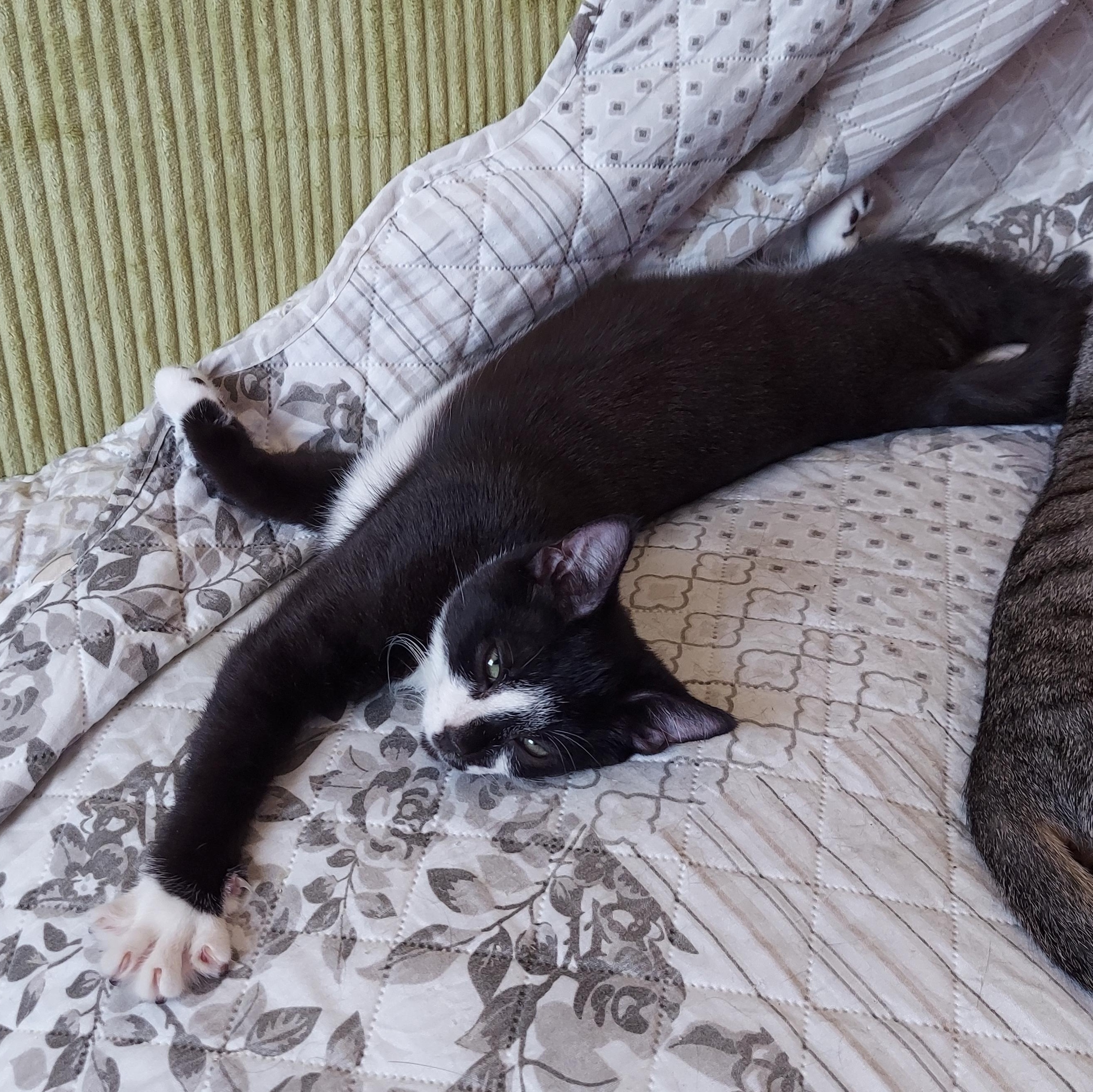 Enlarge Scotch, a Adoptable Domestic Short Hair in Morgantown, WV image 4/6