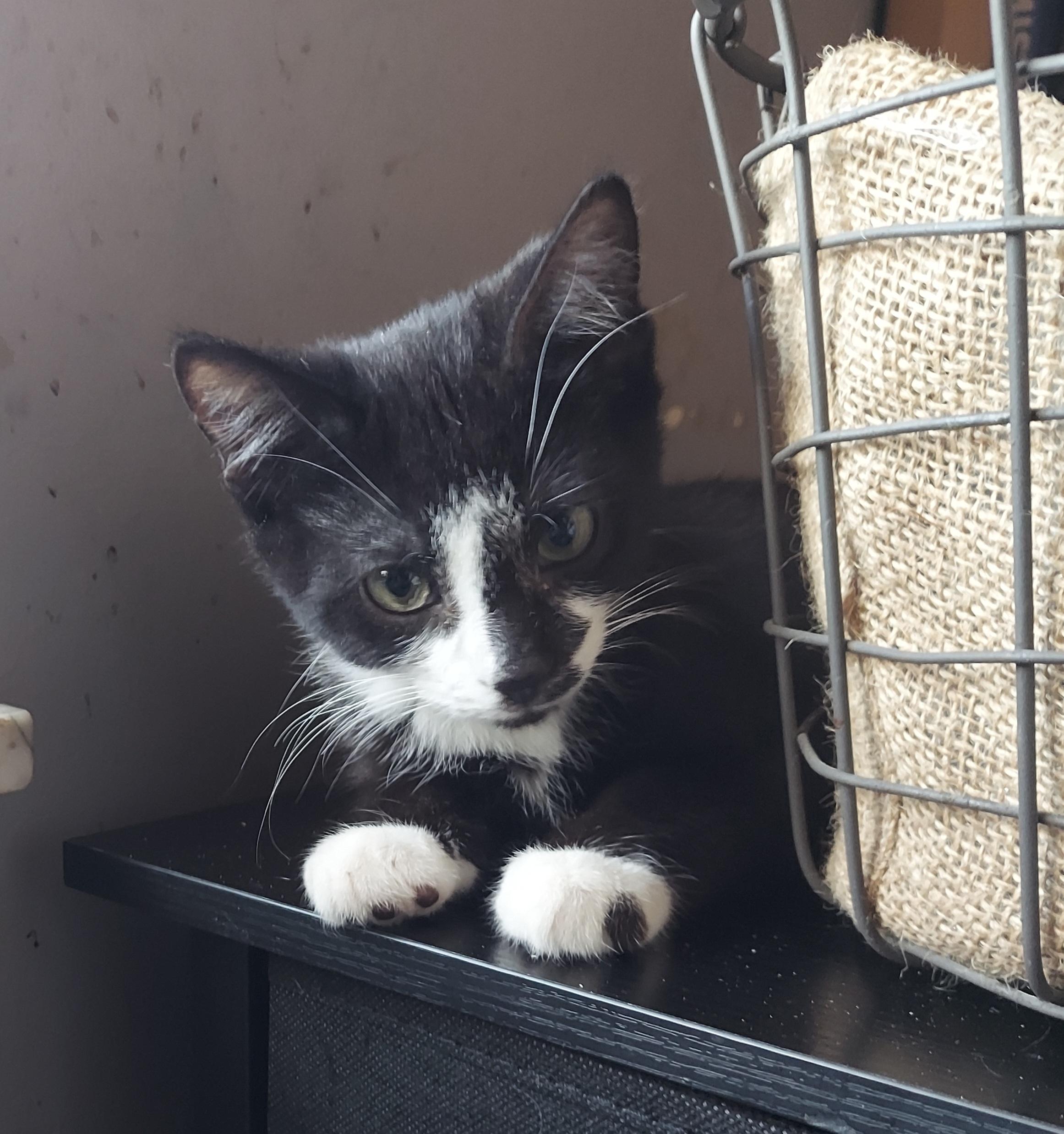 Scotch, Adoptable, Kitten Male Domestic Short Hair.
