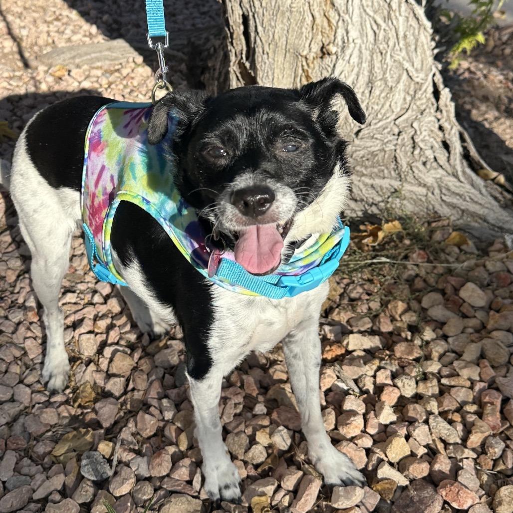 Romeo, a Adoptable Jack Russell Terrier in Las Vegas, NV image 1/3