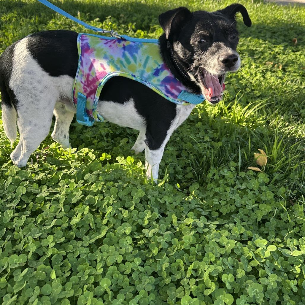Romeo, a Adoptable Jack Russell Terrier in Las Vegas, NV image 2/3