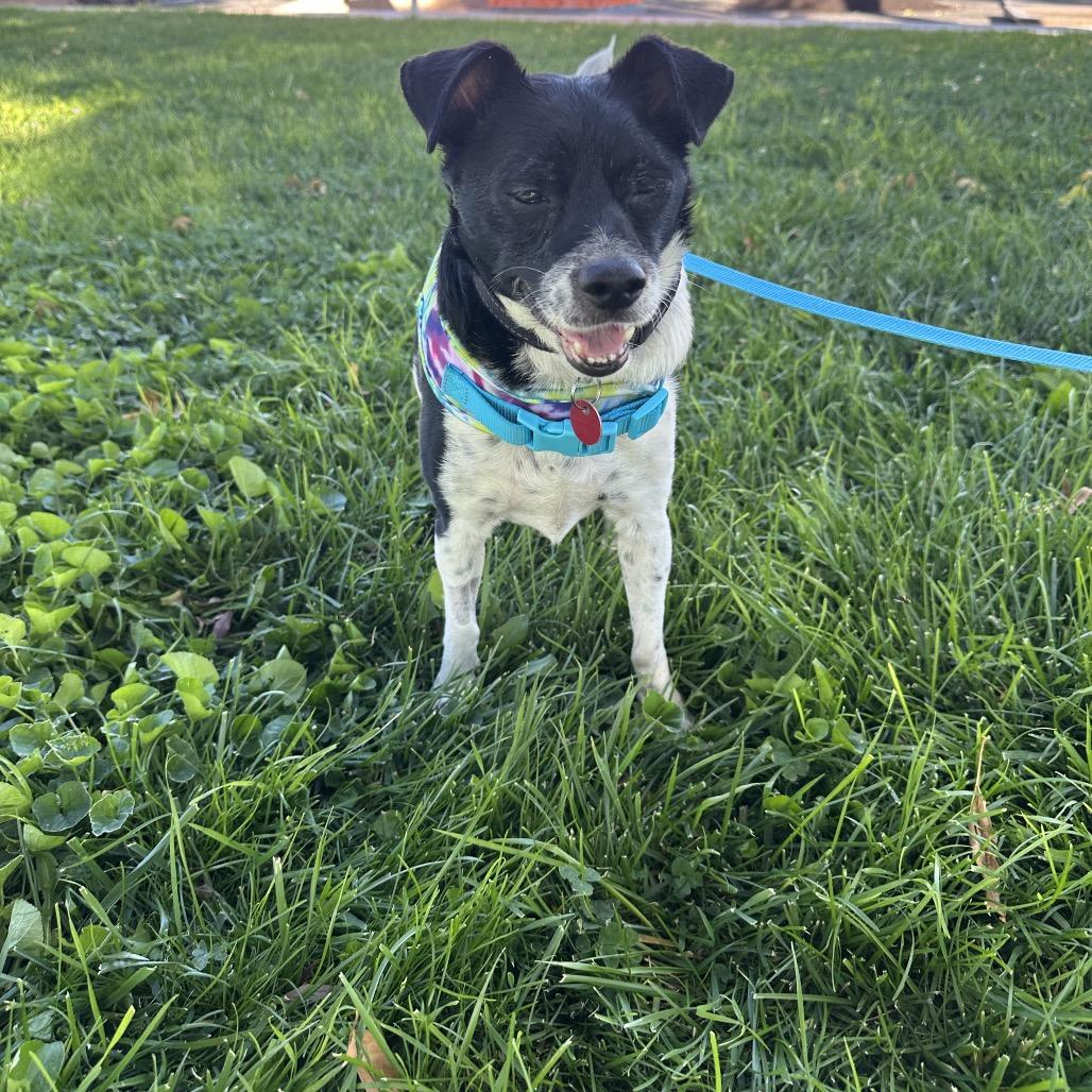 Romeo, a Adoptable Jack Russell Terrier in Las Vegas, NV image 3/3