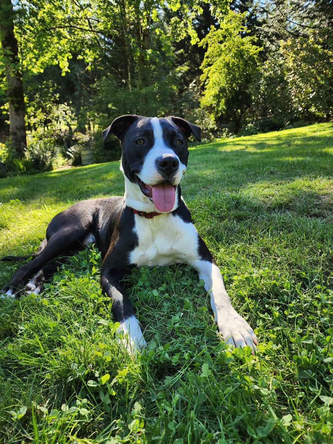 Enlarge Gabe, a Adopted Black Labrador Retriever in Vancouver, BC image 1/6