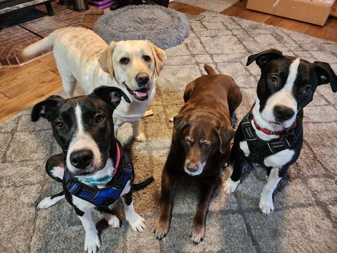 Enlarge Gabe, a Adopted Black Labrador Retriever in Vancouver, BC image 3/6