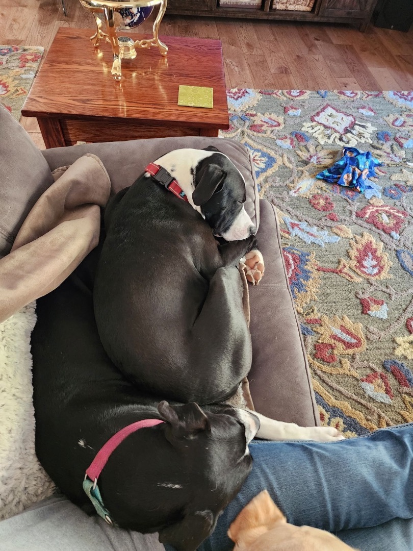 Enlarge Gabe, a Adopted Black Labrador Retriever in Vancouver, BC image 4/6