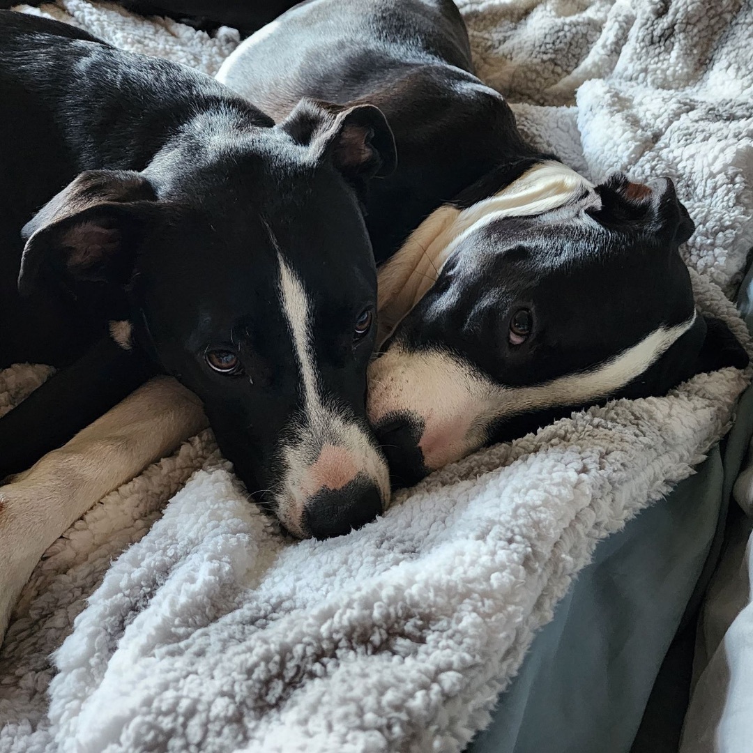 Enlarge Gabe, a Adopted Black Labrador Retriever in Vancouver, BC image 5/6
