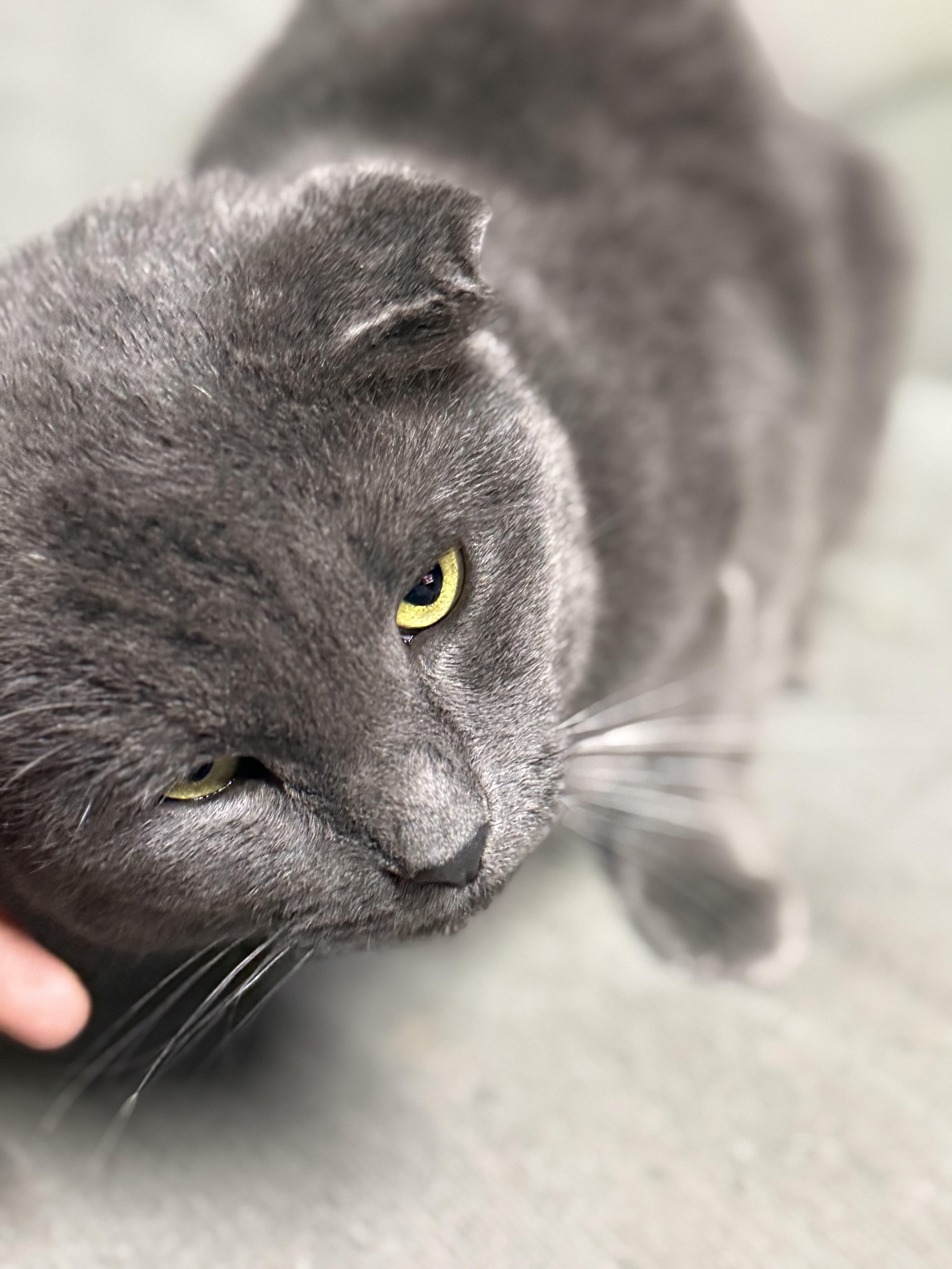 Smokey, Adoptable, Adult Male American Shorthair.