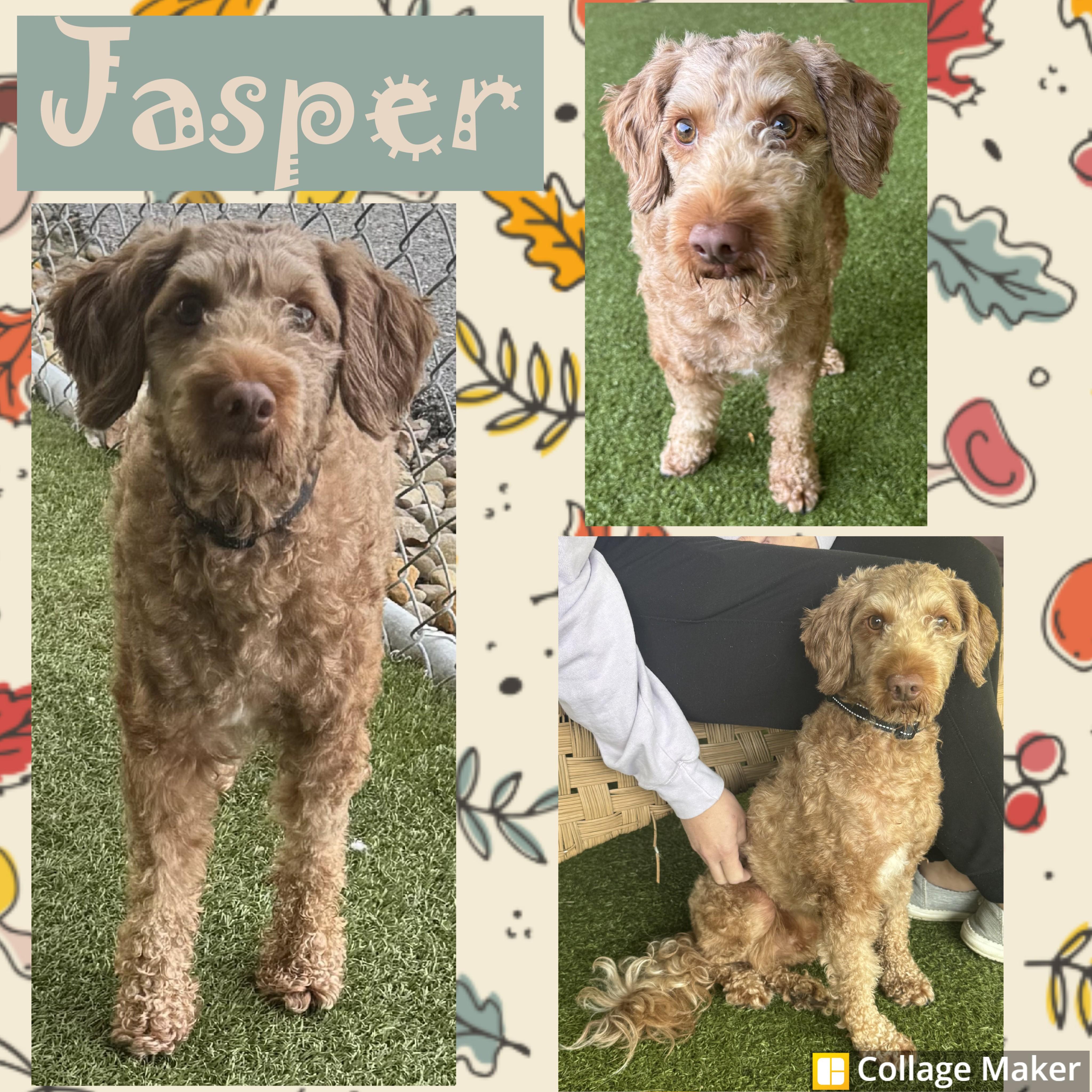 Enlarge Jasper, a Adopted mixed breed in Clearfield, PA image 1/1