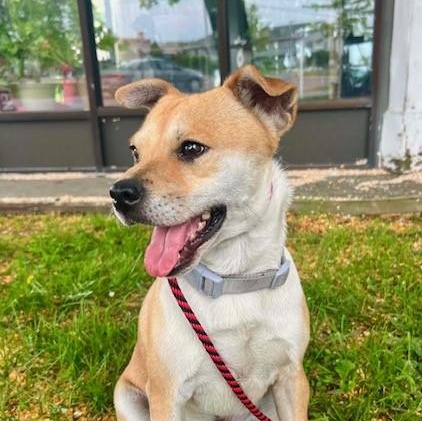 Theo, a ADOPTABLE mixed breed in Williston, VT image 3/3
