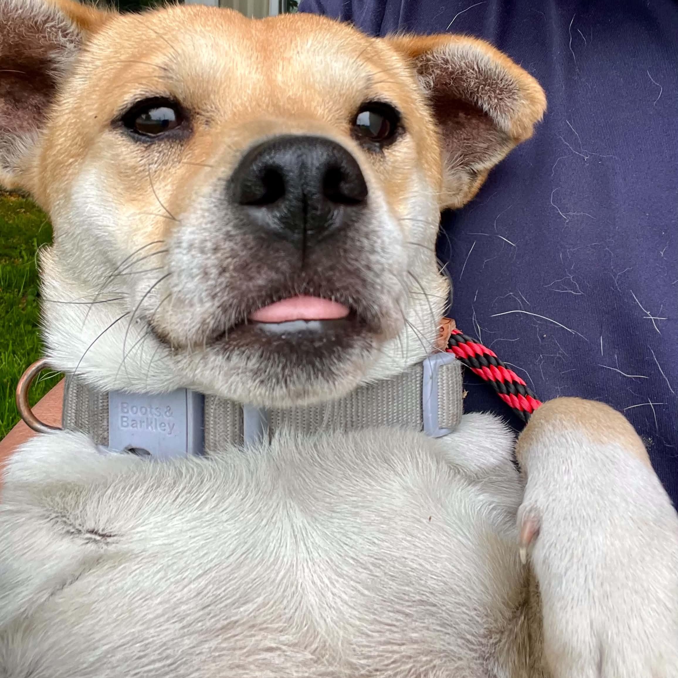 Theo, a ADOPTABLE mixed breed in Williston, VT image 2/3
