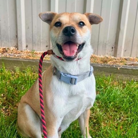 Theo, ADOPTABLE, Young Male Corgi.
