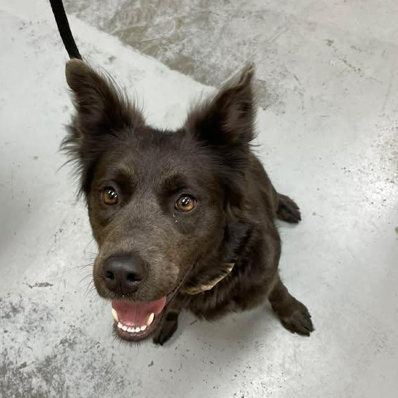 Enlarge Gianna, a ADOPTABLE Mixed Breed in Bishopville, SC image 1/1