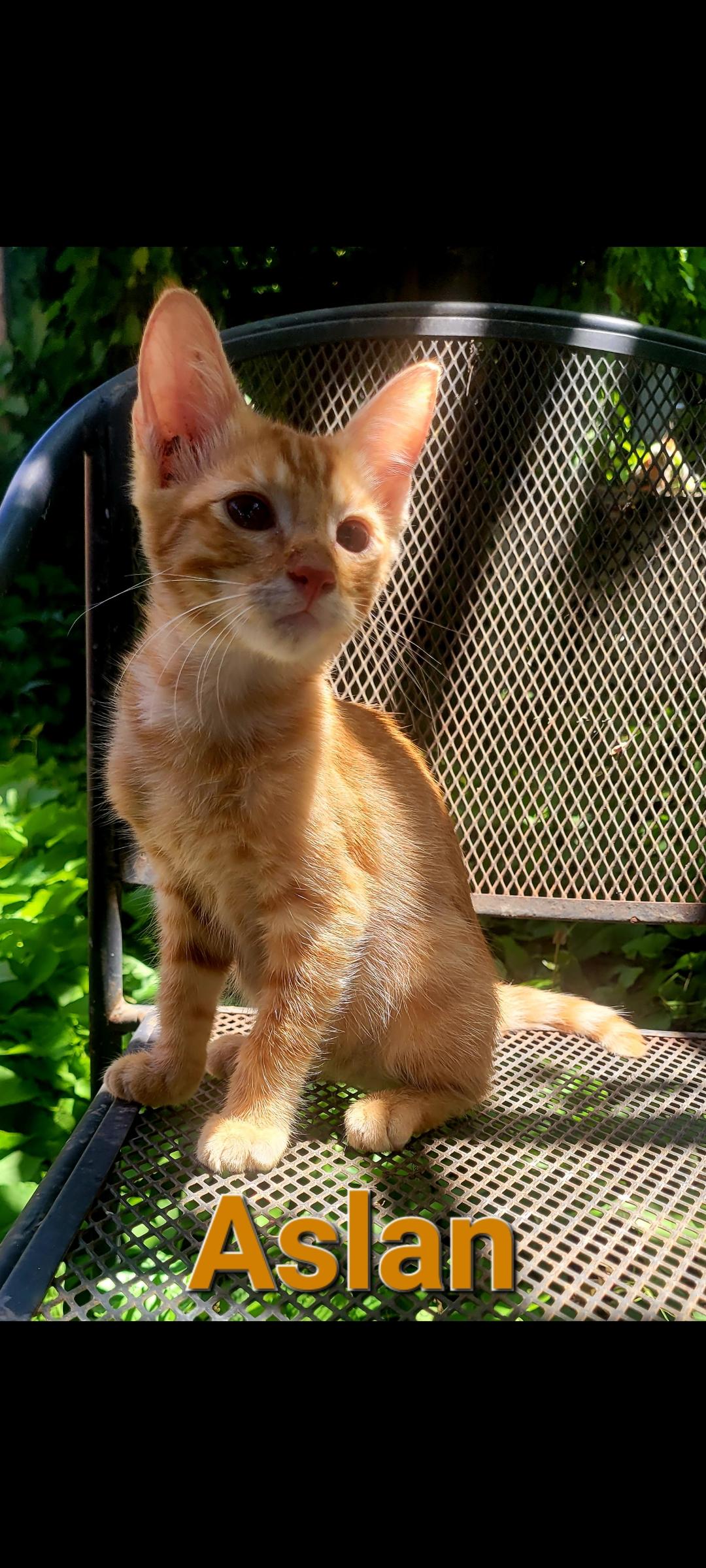 Aslan, a Adoptable Domestic Short Hair in Mabank, TX image 1/2