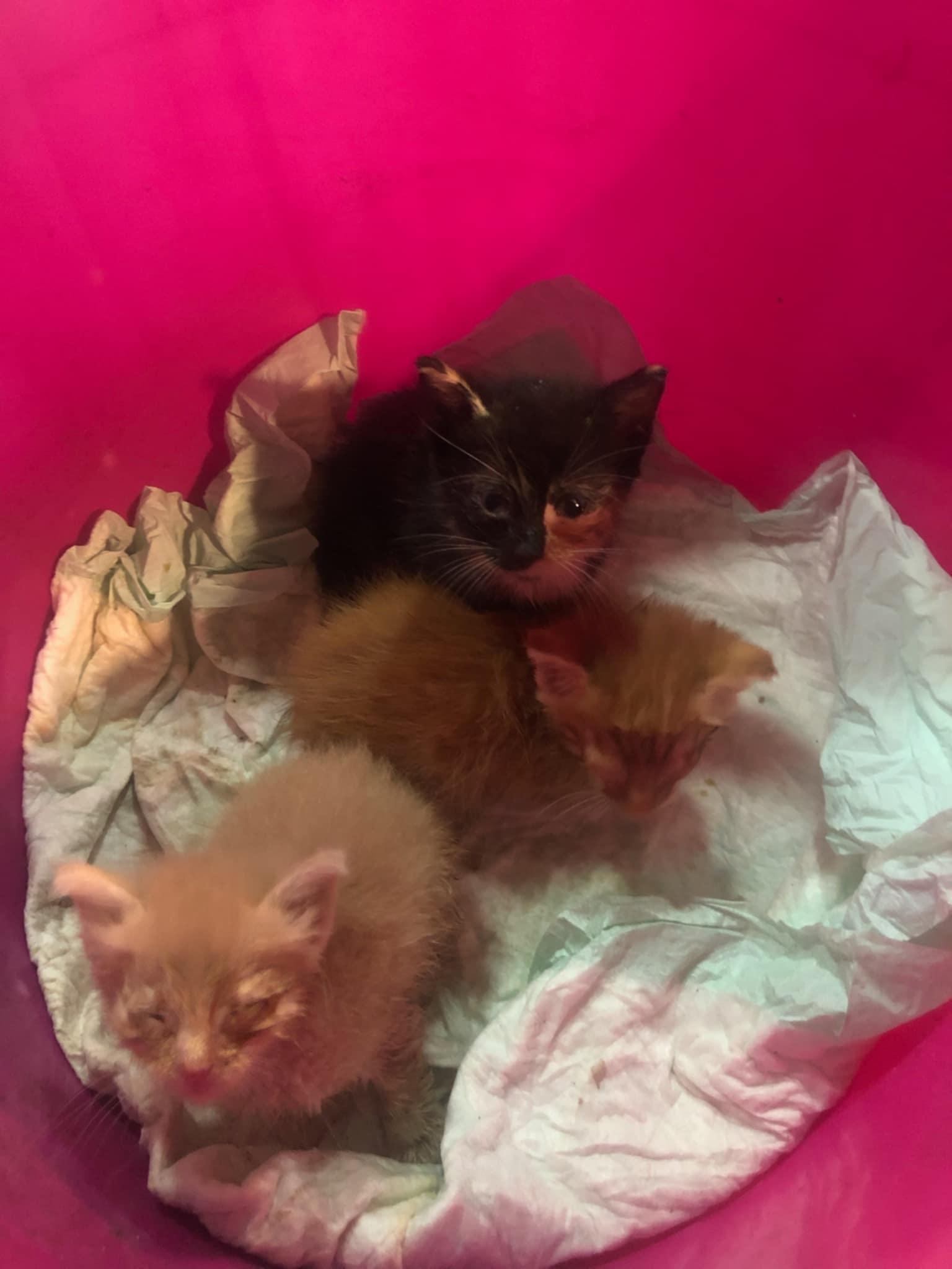 Aslan, a Adoptable Domestic Short Hair in Mabank, TX image 2/2