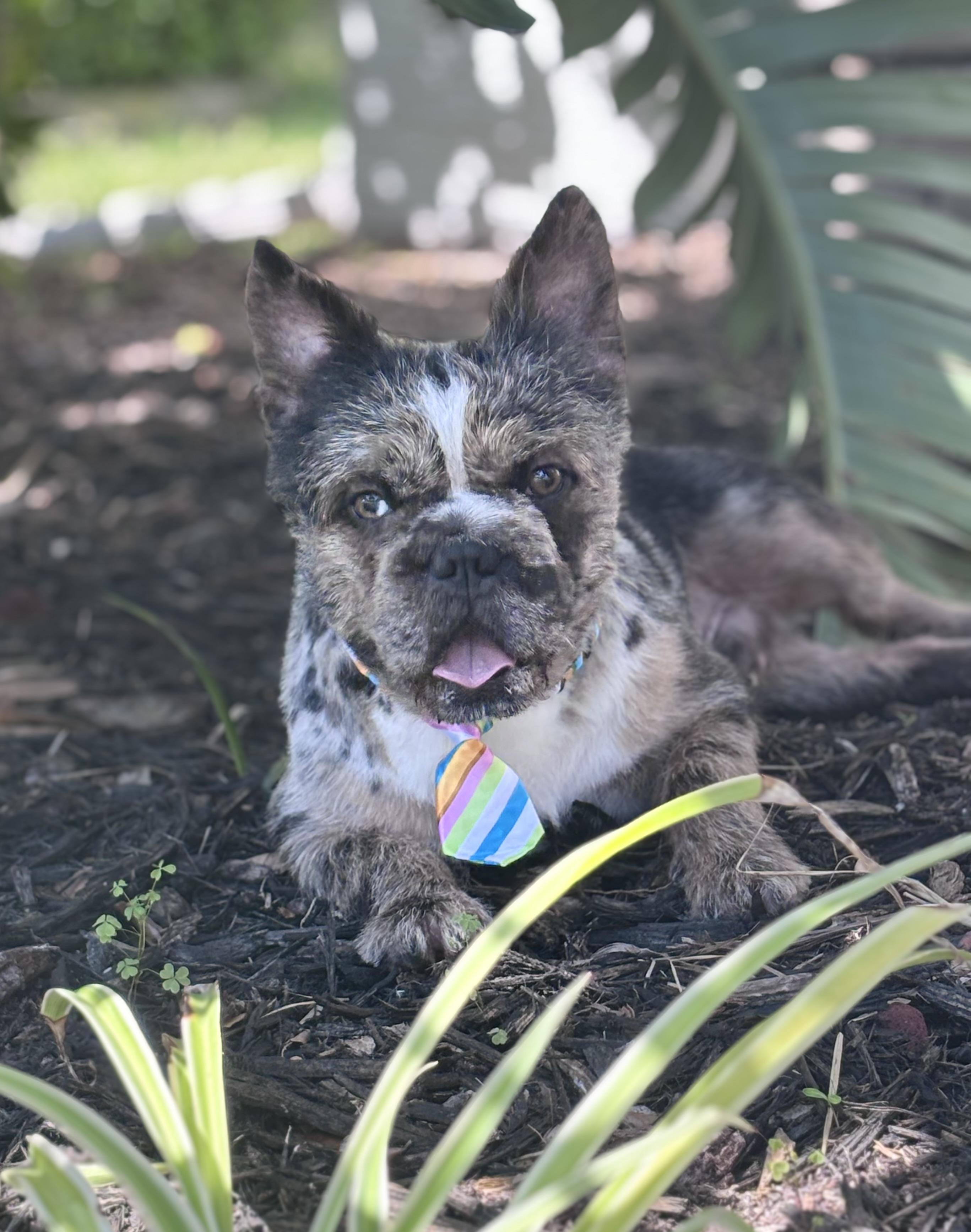 Rolo, a ADOPTABLE French Bulldog in Homosassa Springs, FL image 2/6