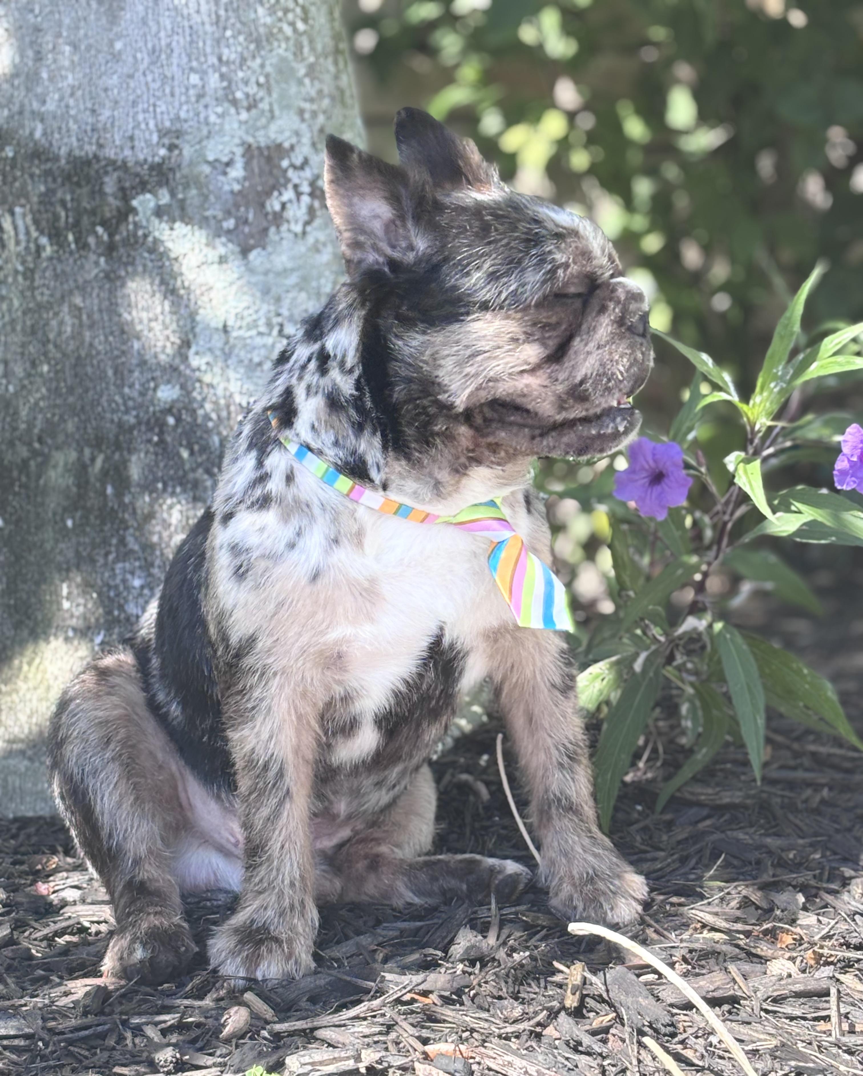 Rolo, a ADOPTABLE French Bulldog in Homosassa Springs, FL image 3/6