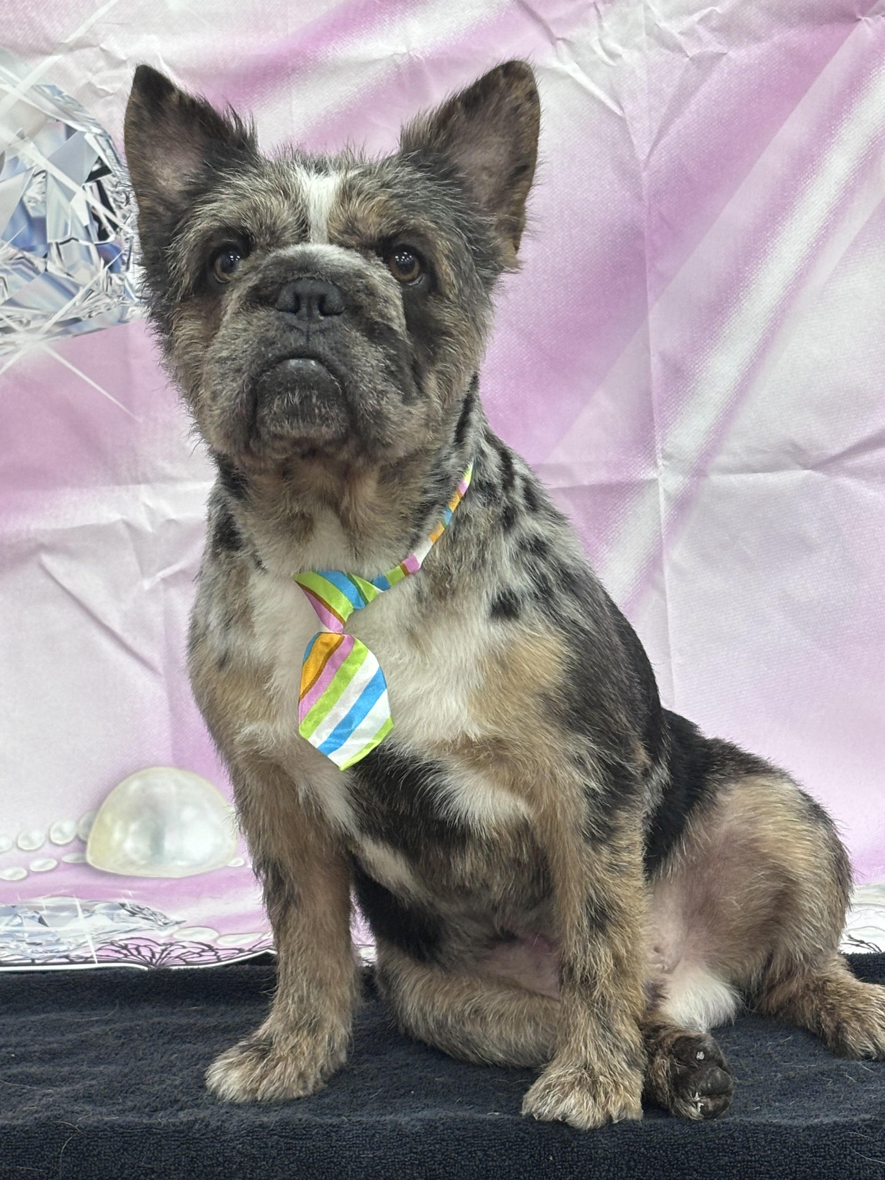 Rolo, a ADOPTABLE French Bulldog in Homosassa Springs, FL image 5/6