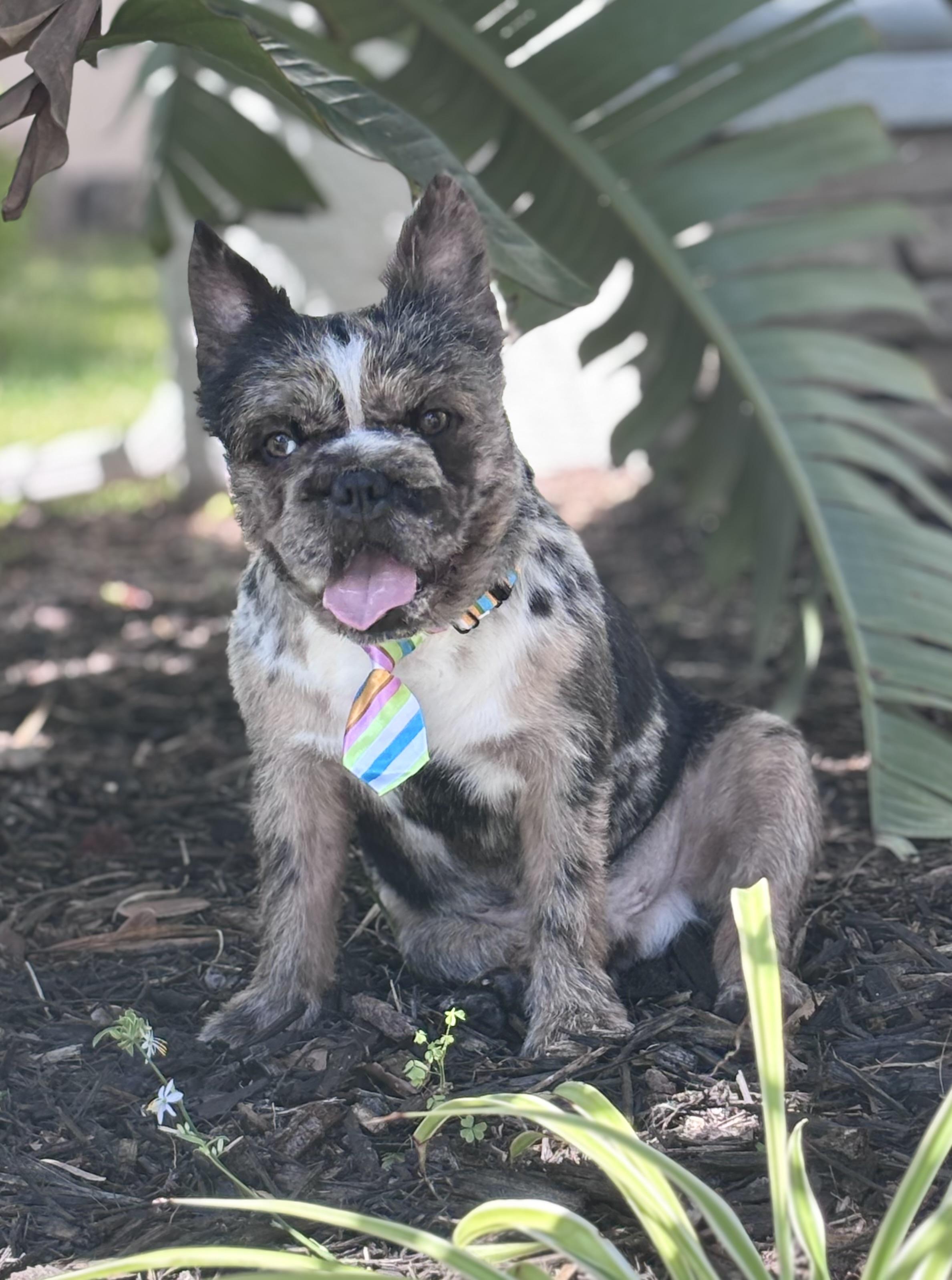 Rolo, ADOPTABLE, Young Male French Bulldog.