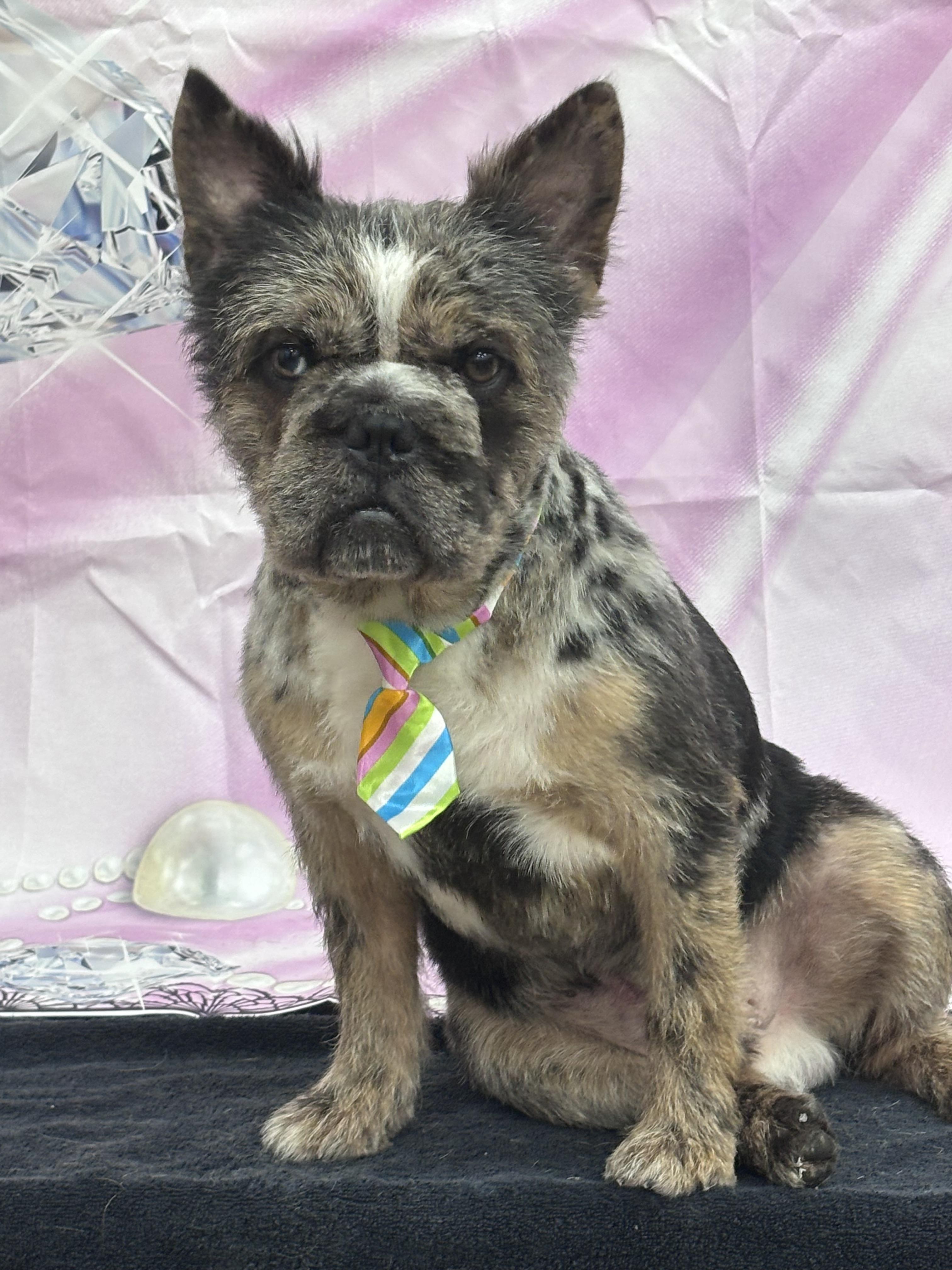 Rolo, a ADOPTABLE French Bulldog in Homosassa Springs, FL image 4/6