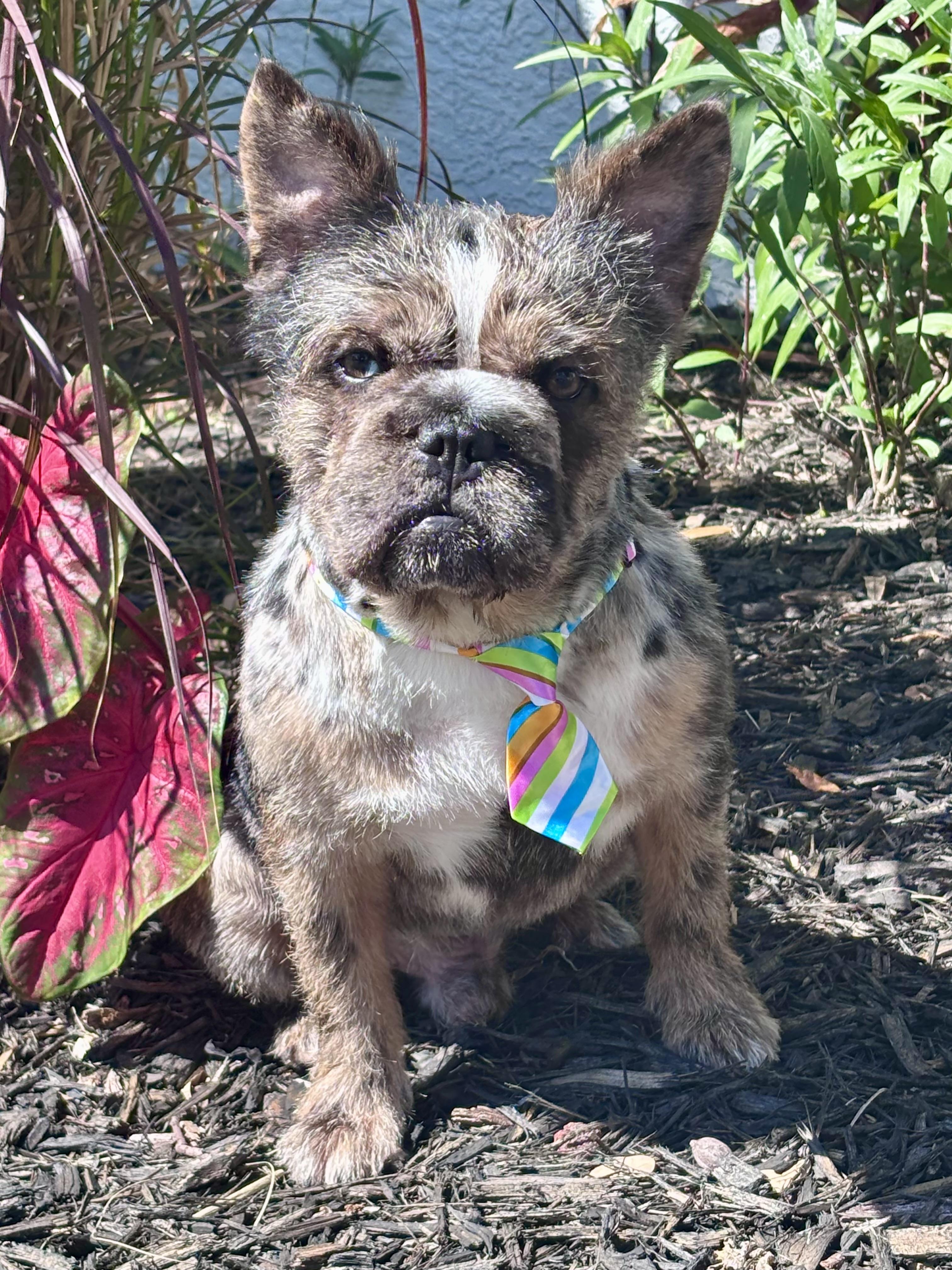 Rolo, a ADOPTABLE French Bulldog in Homosassa Springs, FL image 6/6