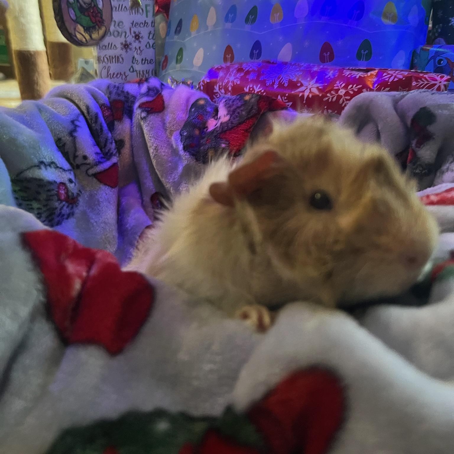 Spookie, a ADOPTABLE Abyssinian in San Antonio, TX image 2/2