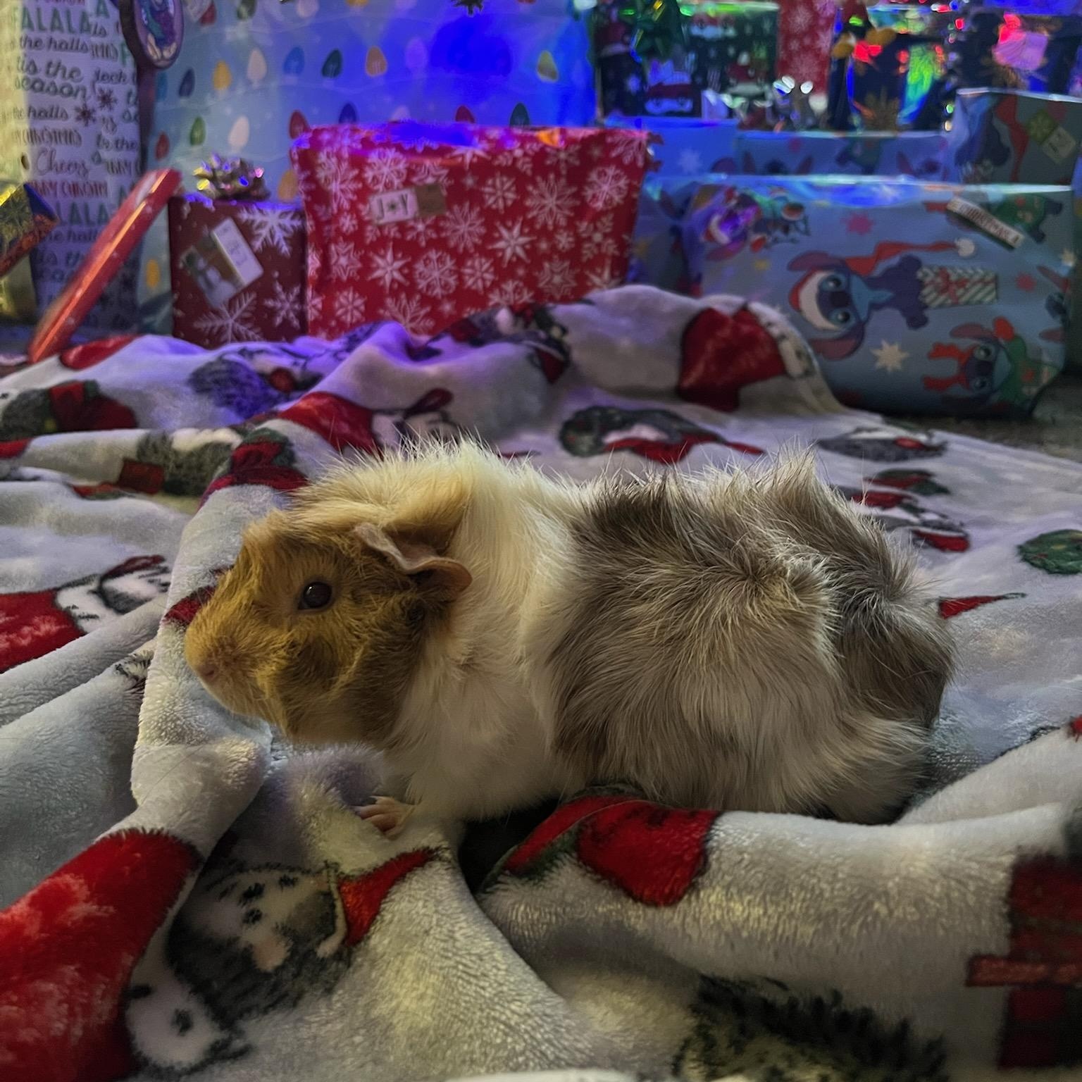 Spookie, ADOPTABLE, Young Male Abyssinian.