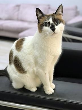 Enlarge Miss Lizzie, a Adoptable mixed breed in San Francisco, CA image 1/6