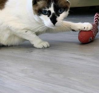 Enlarge Miss Lizzie, a Adoptable mixed breed in San Francisco, CA image 2/6