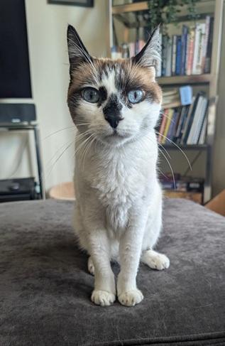 Miss Lizzie, a Adoptable mixed breed in San Francisco, CA image 2/6
