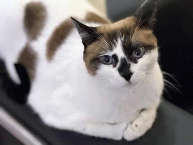 Enlarge Miss Lizzie, a Adoptable mixed breed in San Francisco, CA image 5/6