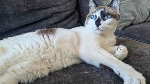 Miss Lizzie, a Adoptable mixed breed in San Francisco, CA image 5/6