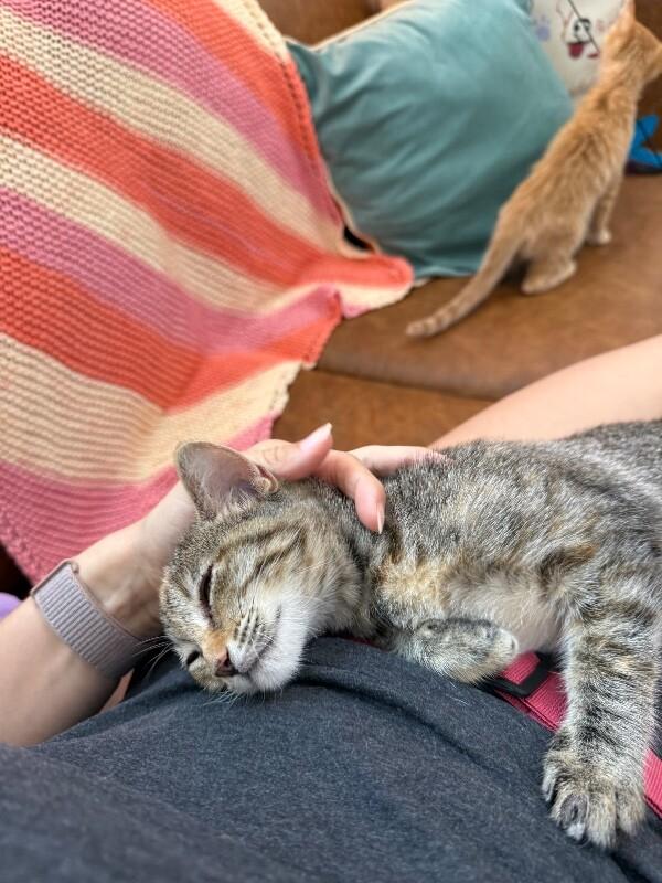 Nashville Barrera — thumbnail 3