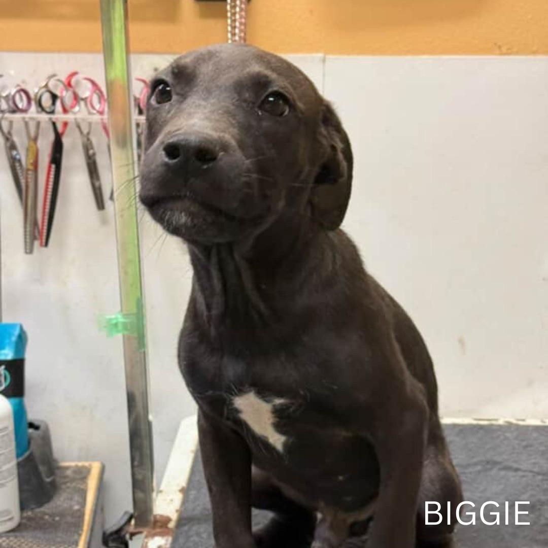 Biggie, Adopted, Puppy Male Pit Bull Terrier.