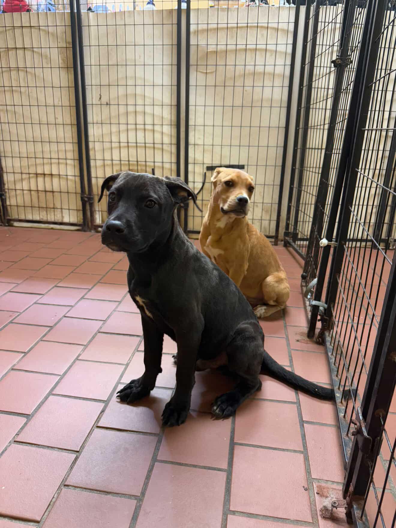 Enlarge Biggie, a Adopted Pit Bull Terrier in Cresco, PA image 5/5