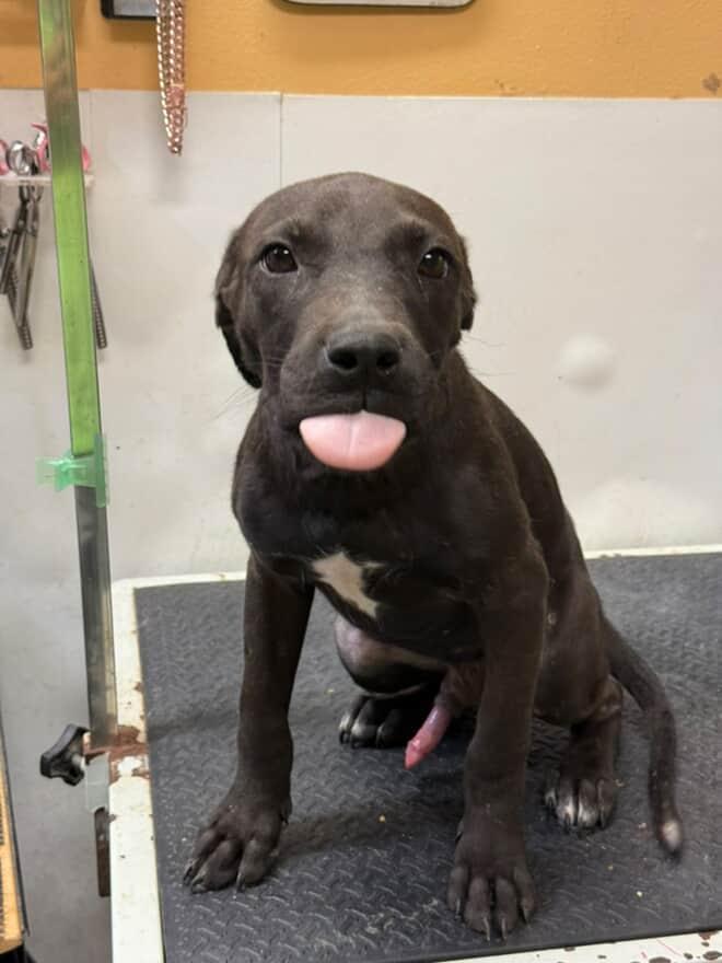 Enlarge Biggie, a Adopted Pit Bull Terrier in Cresco, PA image 4/5