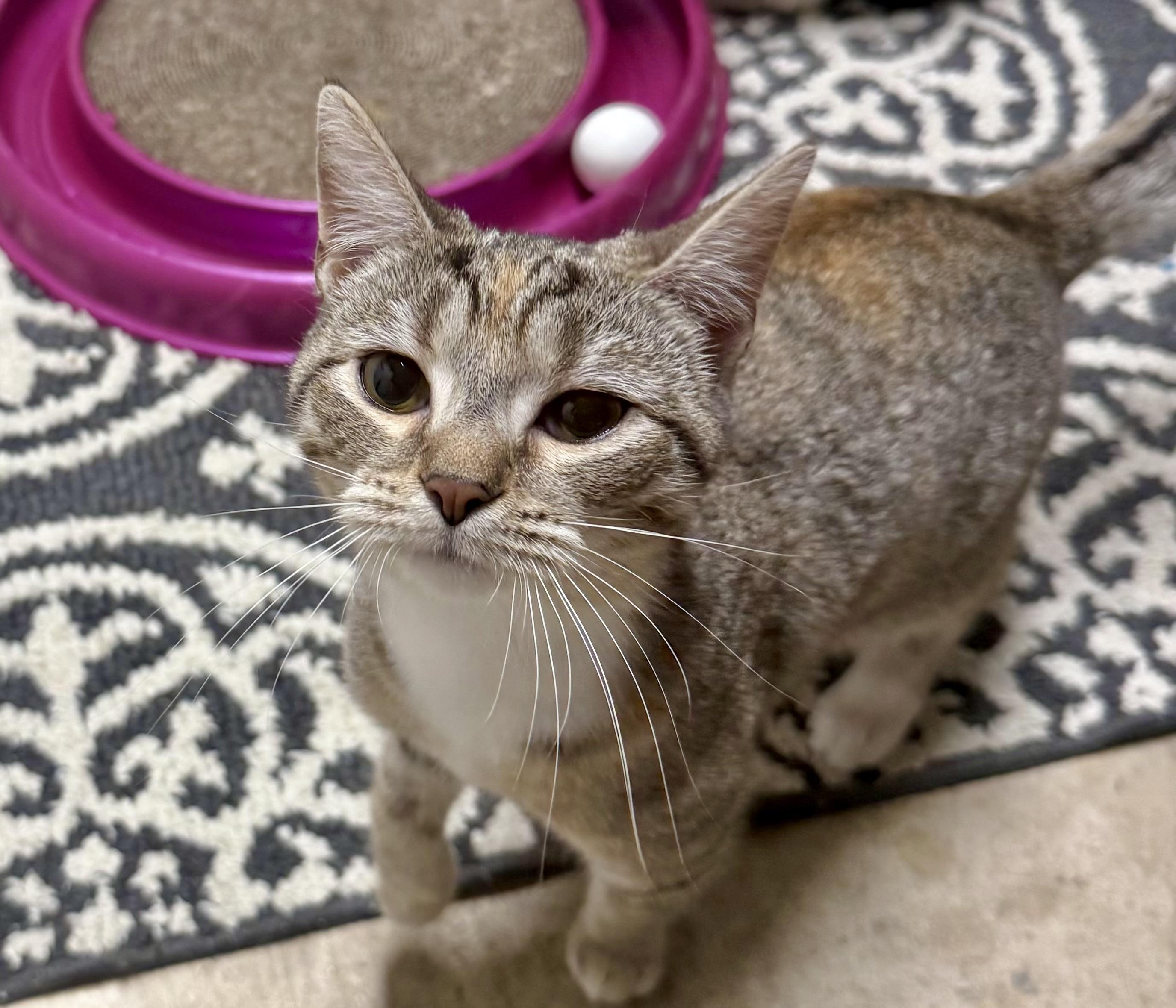 Raven, Adoptable, Kitten Female Tabby.