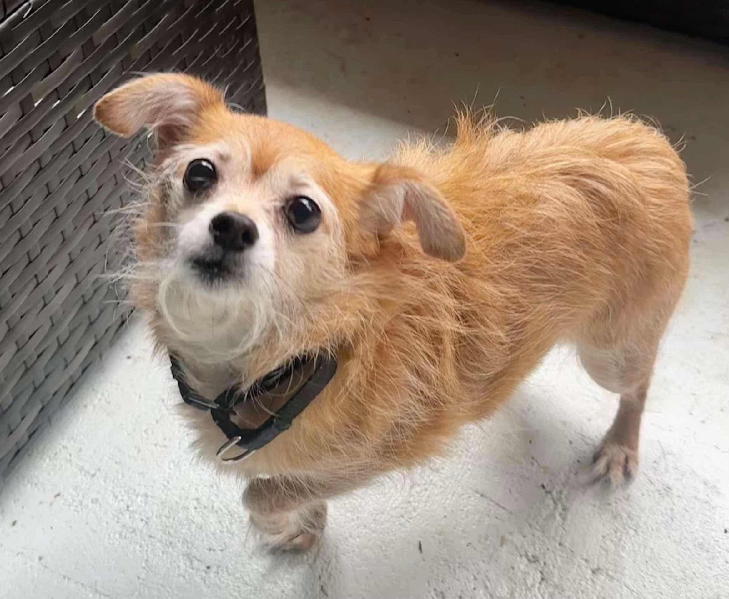 Sponsored Fee! Lorna in NH! Come Meet our Adoptable Dogs Wednesday-Saturday. More info in Bio!, Adoptable, Senior Female Yorkshire Terrier.