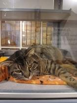 Enlarge Twix, a ADOPTABLE Domestic Short Hair in Glasgow, KY image 1/1