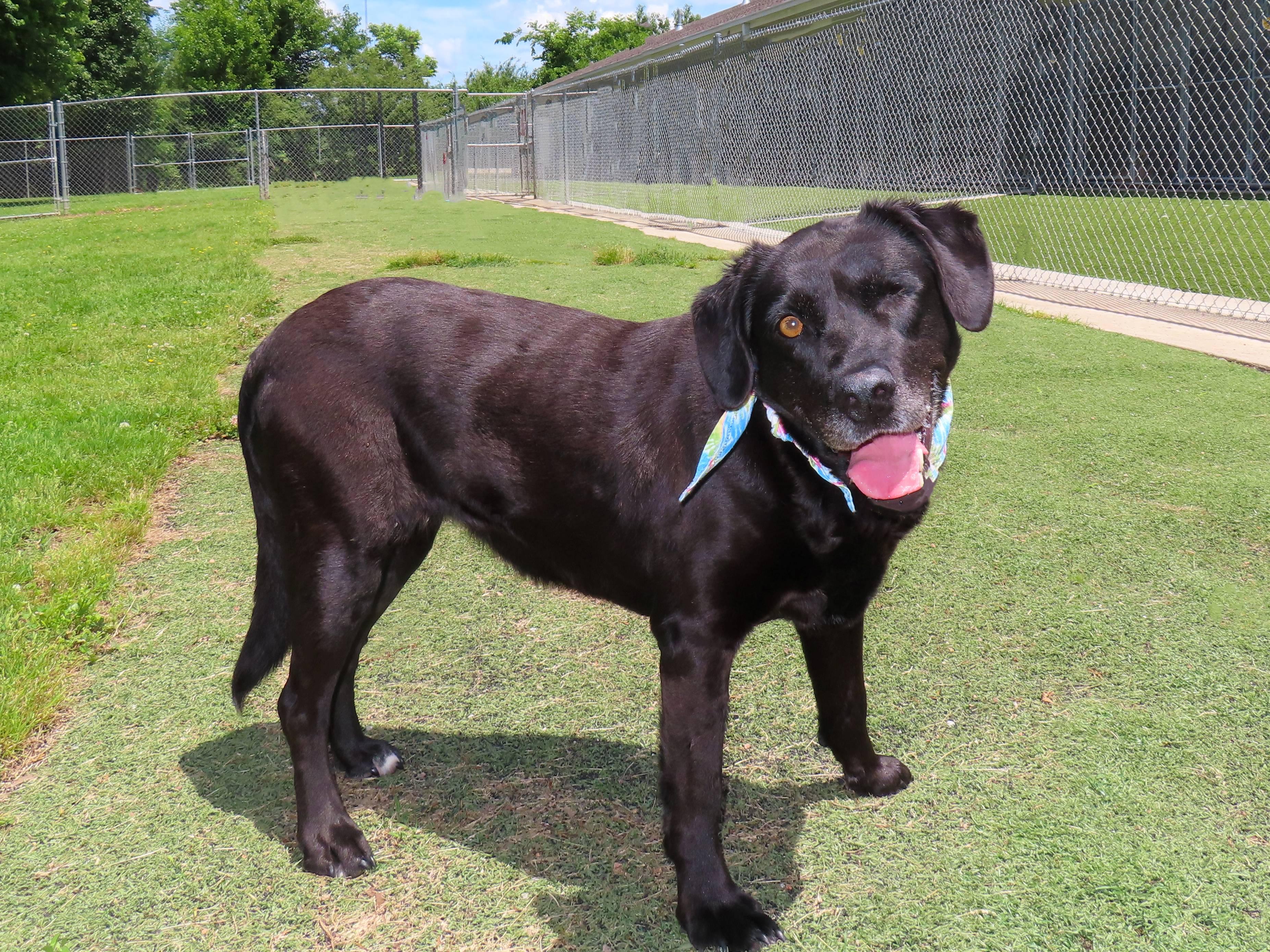 Enlarge Wink 26C-118, a ADOPTABLE Labrador Retriever in Rogers, AR image 2/5