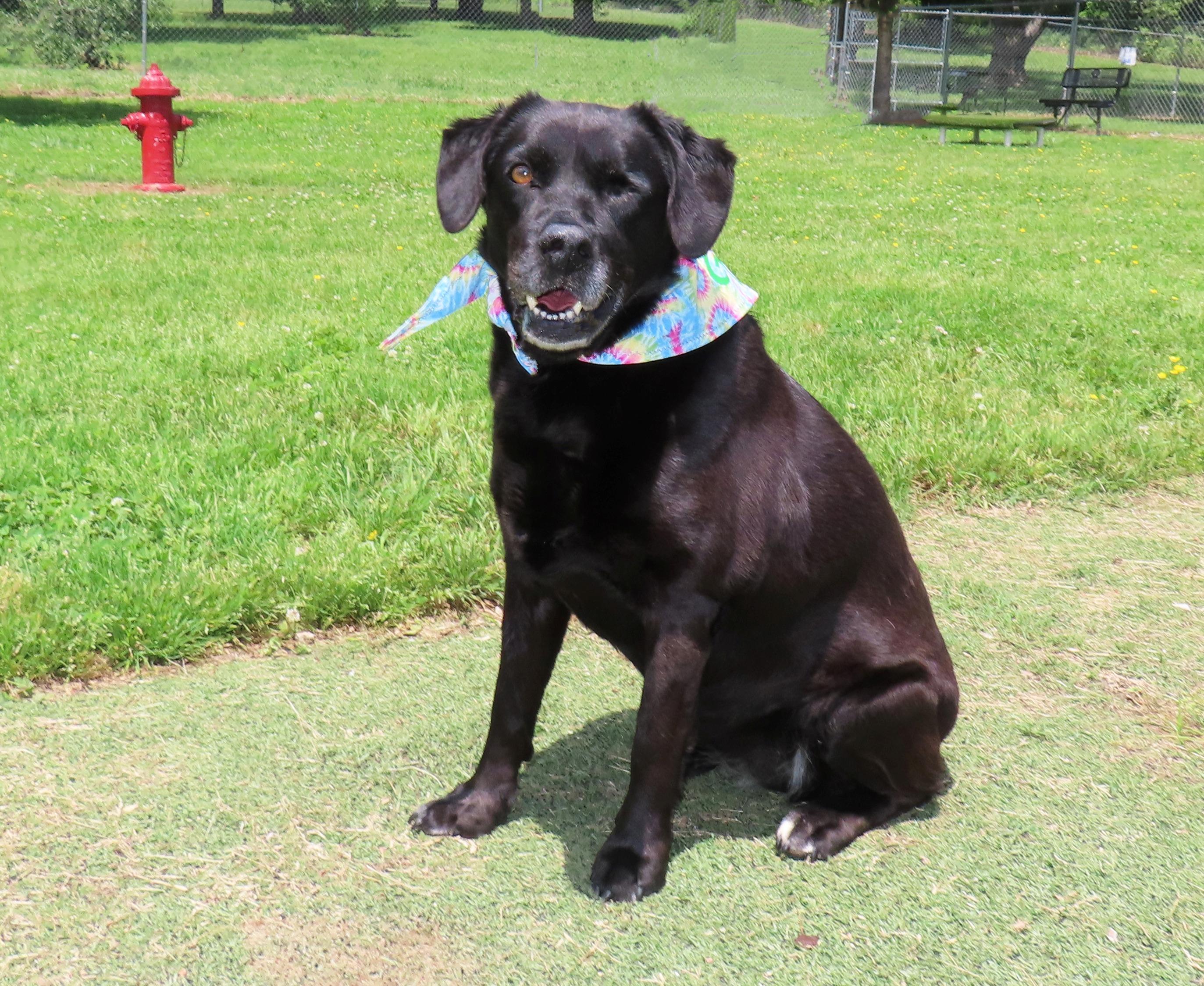 Enlarge Wink 26C-118, a ADOPTABLE Labrador Retriever in Rogers, AR image 4/5